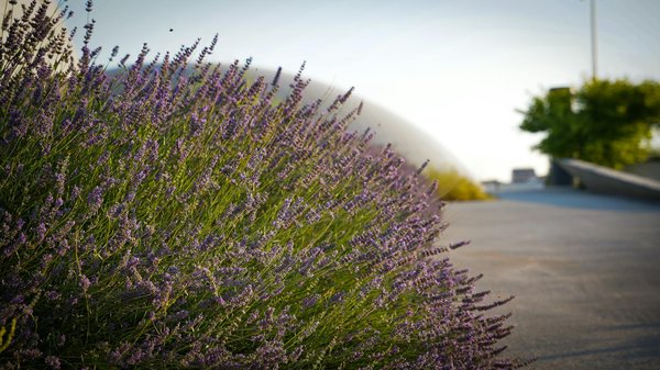 Murs porteurs et séisme : comment garantir la sécurité de votre maison ?